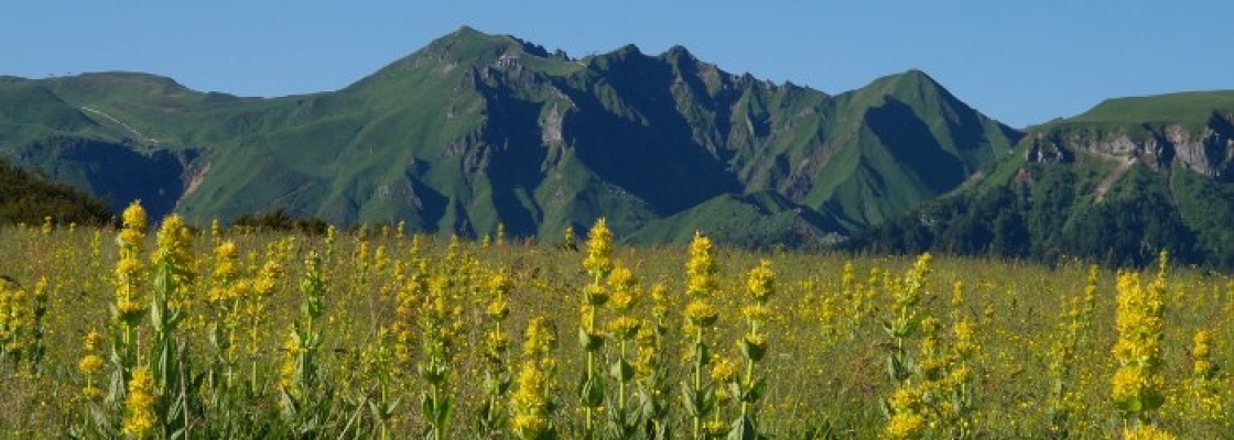 cantal-gentiane.jpg